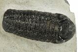 Detailed Austerops Trilobite - Ofaten, Morocco #311075-1
